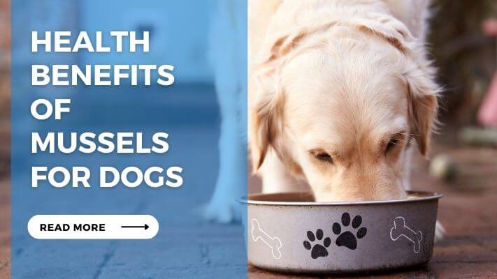 Health Benefits of Mussels for Dogs