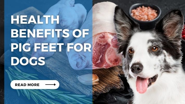 Health Benefits of  Pig Feet for Dogs