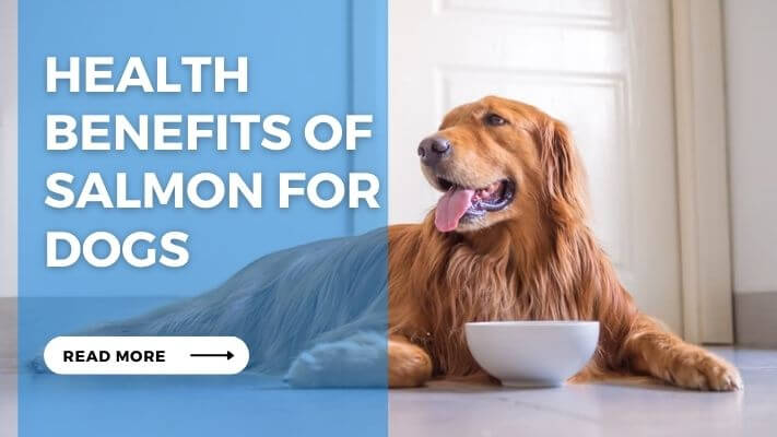 Health Benefits of Salmon for Dogs