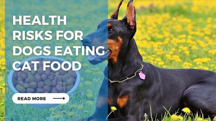 Health Risks for Dogs Eating Cat Food