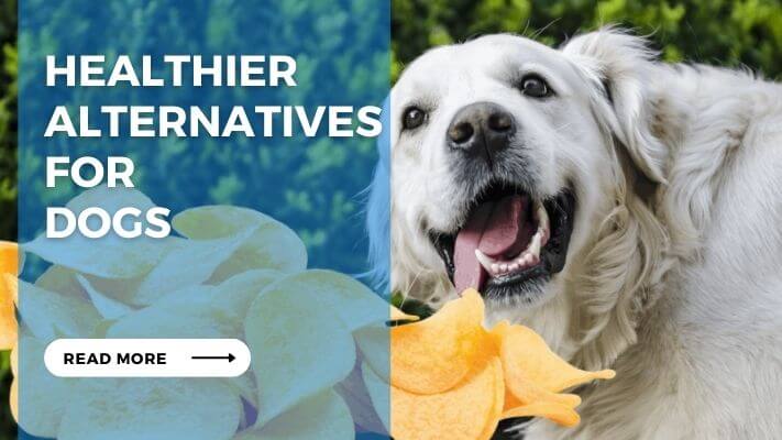 Healthier Alternatives for Dogs