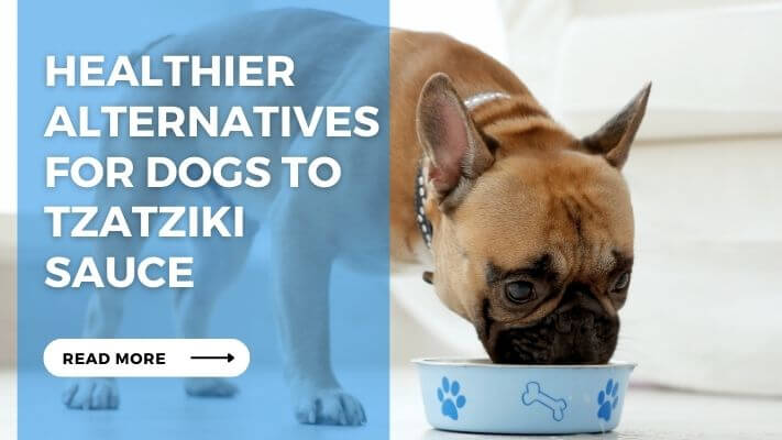 Healthier Alternatives for Dogs to Tzatziki Sauce