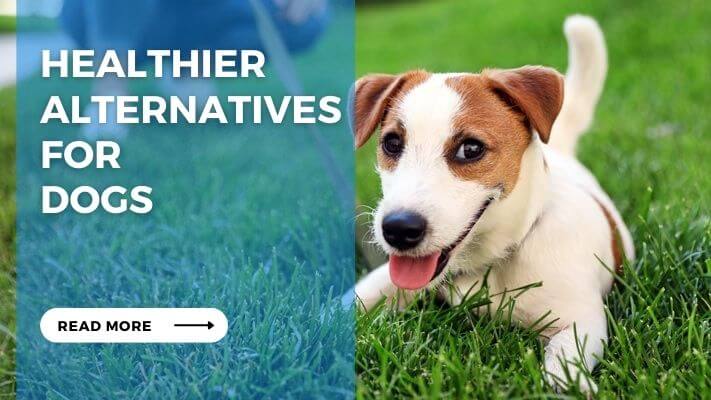 Healthier Alternatives for  Dogs