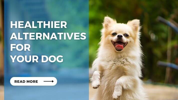 Healthier Alternatives for Your Dog