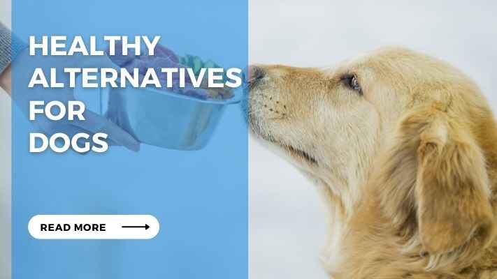 Healthy Alternatives for Dog