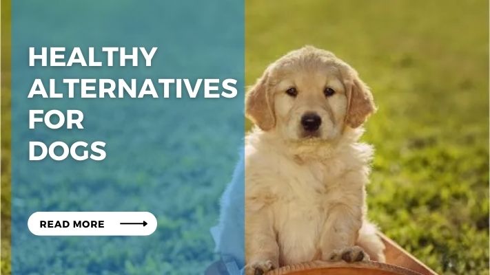 Healthy Alternatives for Dogs