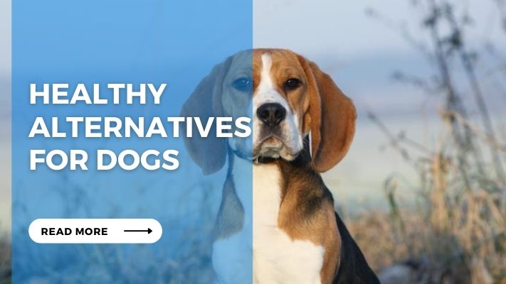 Healthy Alternatives for Dogs