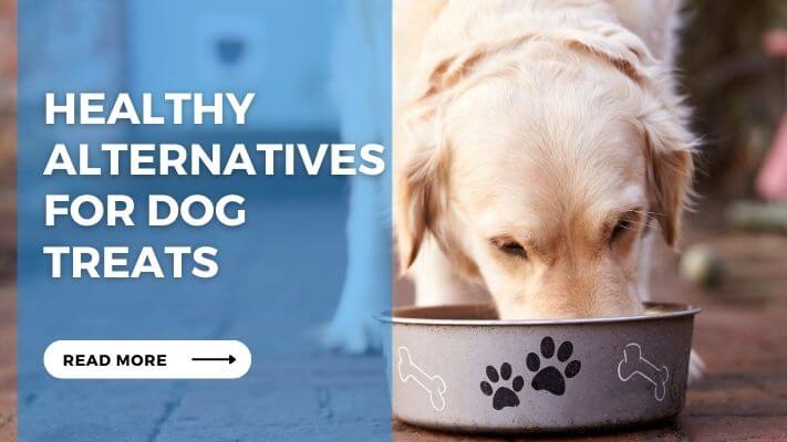 Healthy Alternatives for Dogs Treats