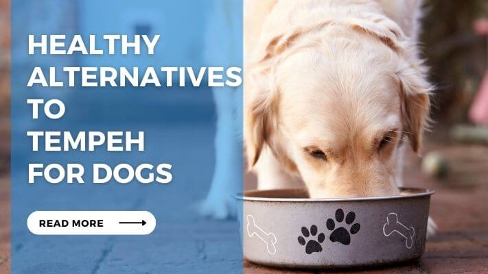 Healthy Alternatives to Tempeh for Dogs