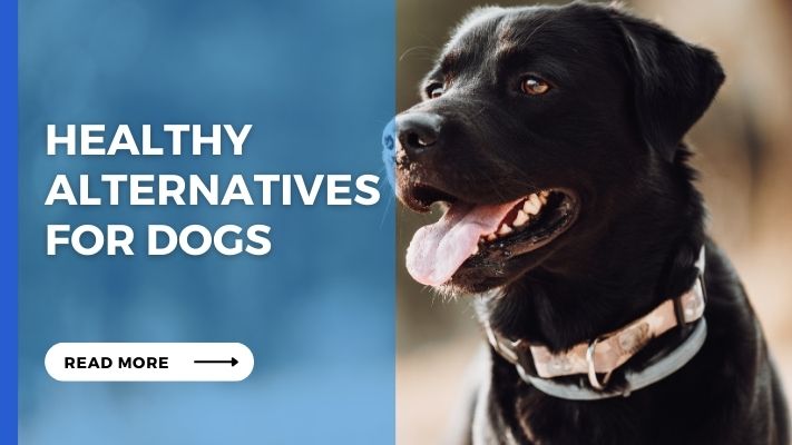 Healthy Alternatives for Dogs