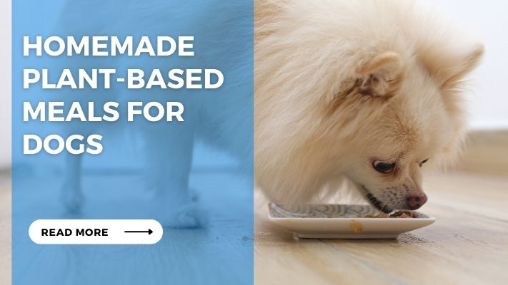 Homemade Plant-Based Meals for Dogs