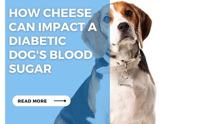 How Cheese Can Impact a Diabetic Dog's Blood Sugar