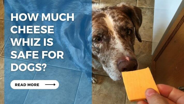 How Much Cheese Whiz is Safe for Dogs