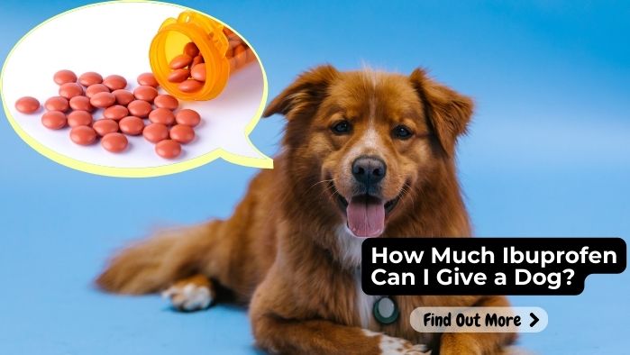 How Much Ibuprofen Can I Give a Dog