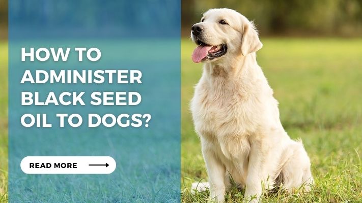 How to Administer Black Seed Oil to Dogs