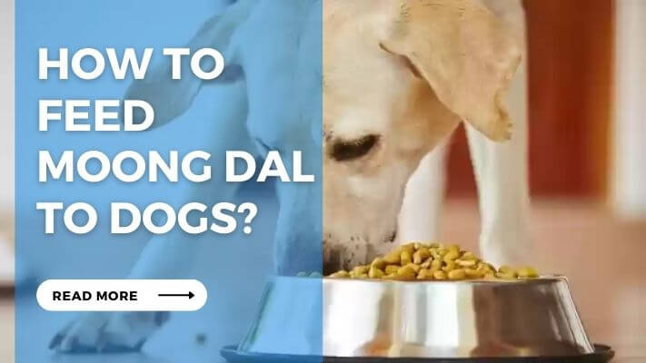 How to Feed Moong Dal to Dogs