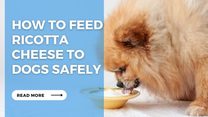 How to Feed Ricotta Cheese to Dogs Safely