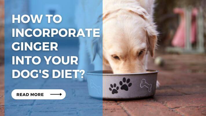 How to Incorporate Ginger into Your Dog's Diet