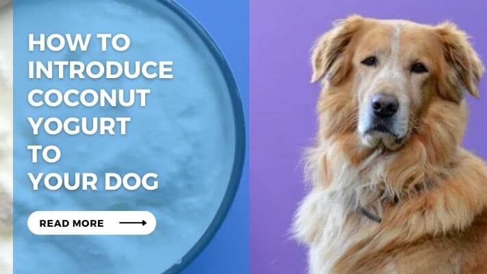 How to Introduce Coconut Yogurt to Your Dog