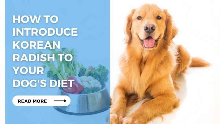 How to Introduce Korean Radish to Your Dogs Diet