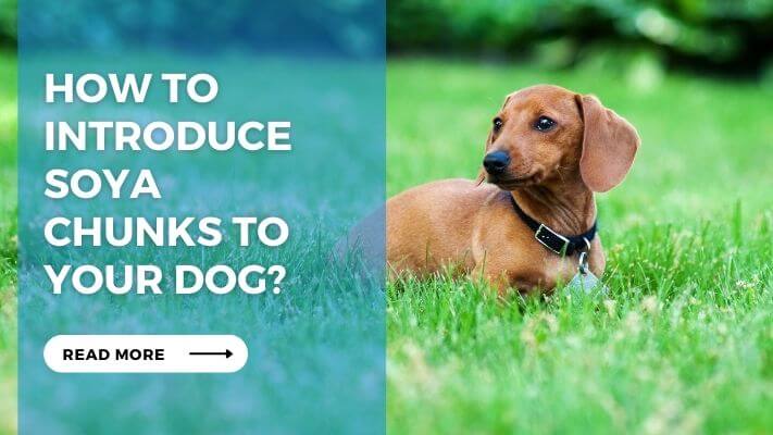 How to Introduce Soya Chunks to Your Dog