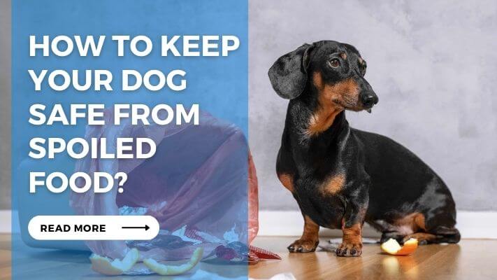 How to Keep Your Dog Safe from Spoiled Food