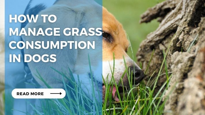 How to Manage Grass Consumption in Dogs