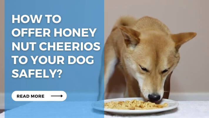 How to Offer Honey Nut Cheerios to Your Dog Safely