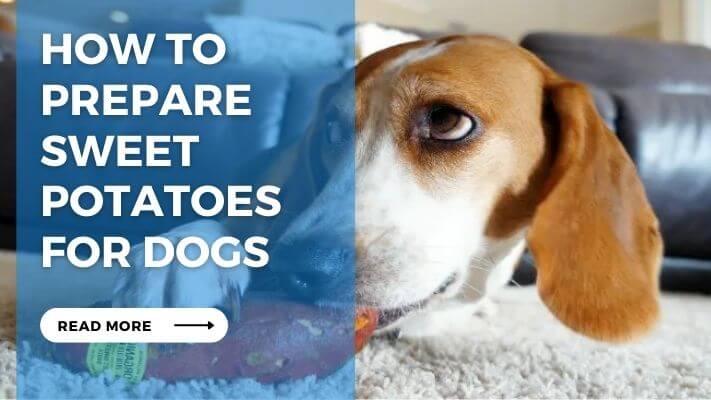 How to Prepare Sweet Potatoes for Dogs