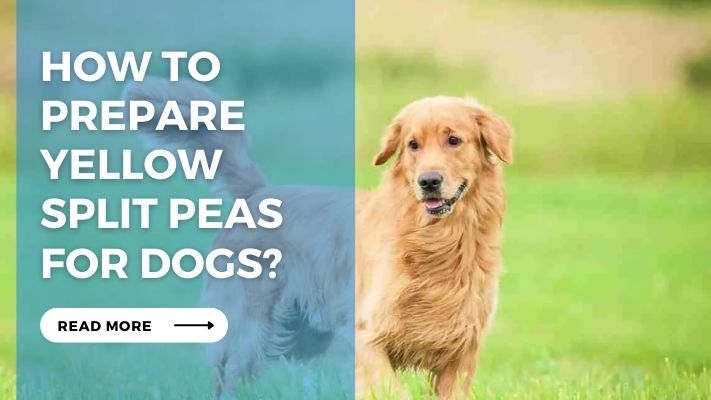 How to Prepare Yellow Split Peas for Dogs?