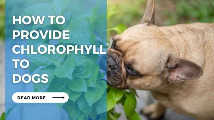 How to Provide Chlorophyll to Dogs