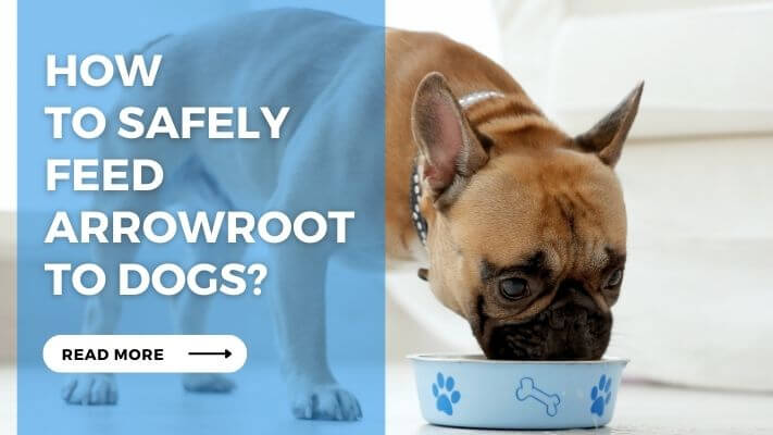 How to Safely Feed Arrowroot to Dogs