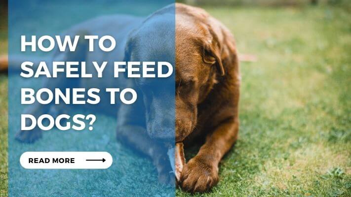 How to Safely Feed Bones to Dogs