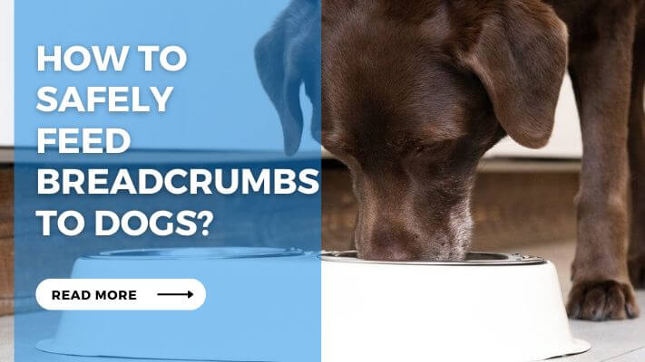 How to Safely Feed Breadcrumbs to Dogs