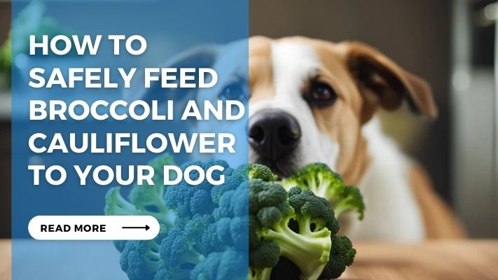 How to Safely Feed Broccoli and Cauliflower to Your Dog