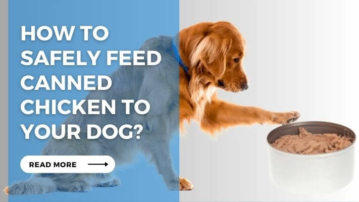 How to Safely Feed Canned Chicken to Your Dog