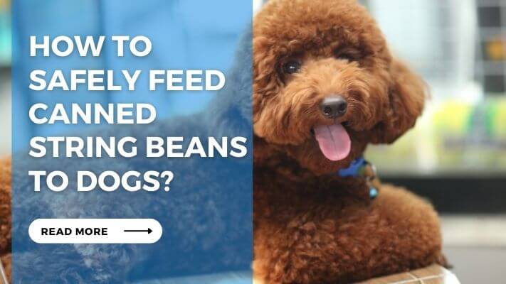 How to Safely Feed Canned String Beans to Dogs