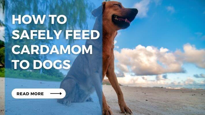 How to Safely Feed Cardamom to Dogs