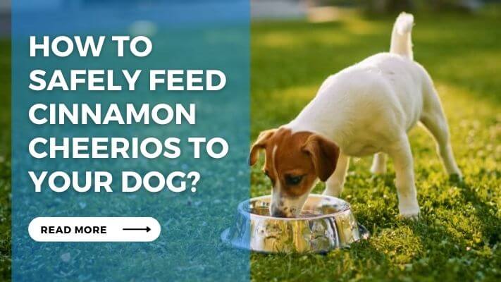 How to Safely Feed Cinnamon Cheerios to Your Dog