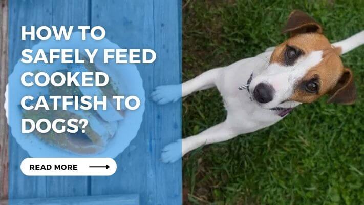 How to Safely Feed Cooked Catfish to Dogs