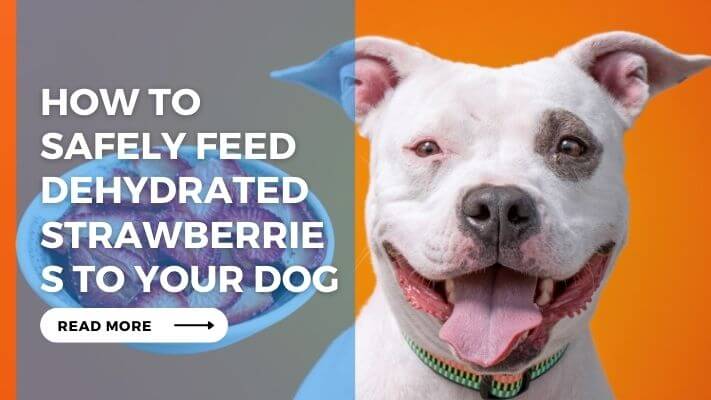 How to Safely Feed Dehydrated Strawberries to Your Dog