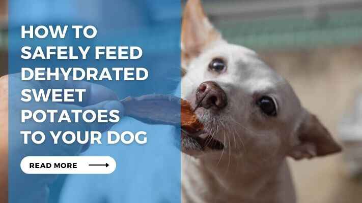 How to Safely Feed Dehydrated Sweet Potatoes to Your Dog