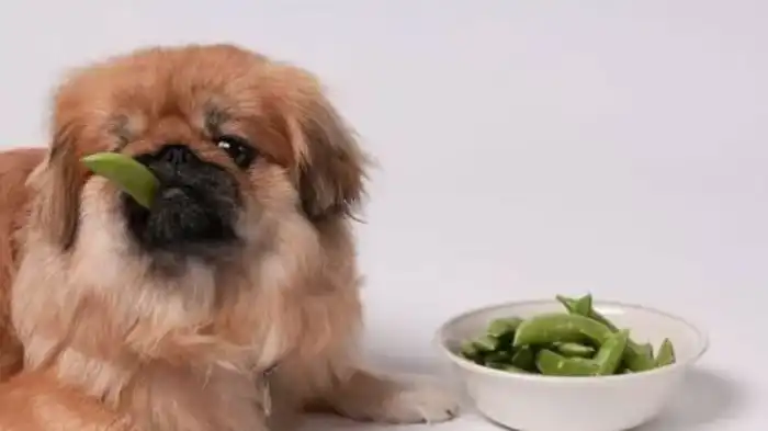 How to Safely Feed Dogs Frozen Vegetables?