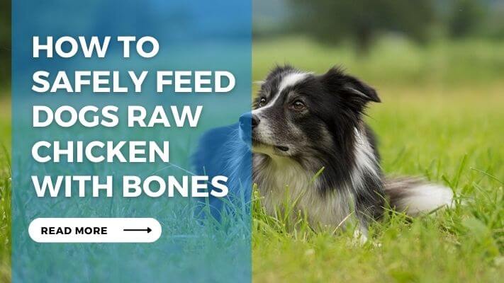 How to Safely Feed Dogs Raw Chicken with Bones