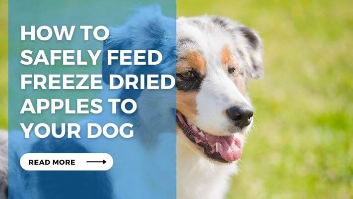 How to Safely Feed Freeze Dried Apples to Your Dog