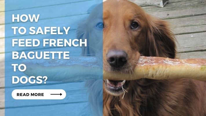 How to Safely Feed French Baguette to Dogs