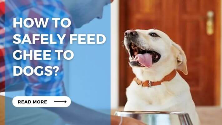 How to Safely Feed Ghee to Dogs