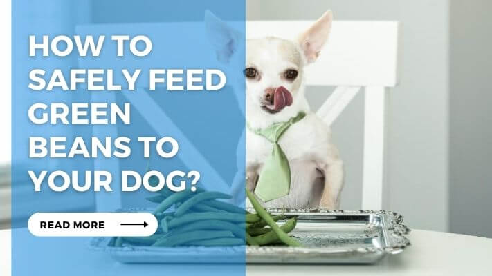 How to Safely Feed Green Beans to Your Dog