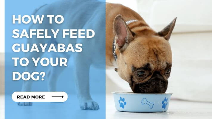 How to Safely Feed Guayabas to Your Dog