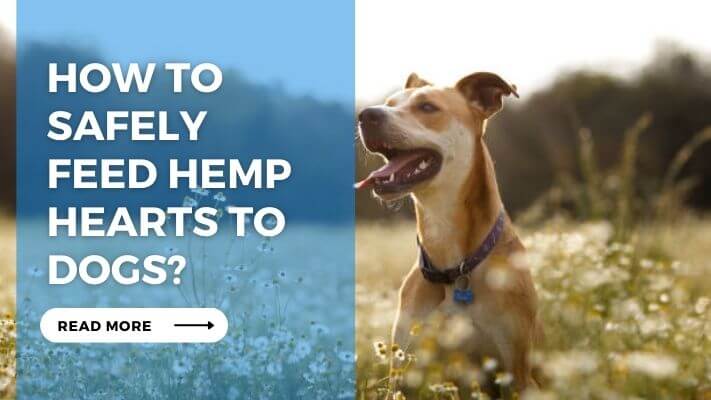 How to Safely Feed Hemp Hearts to Dogs